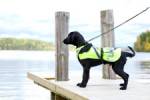 Ropa Rukka Pets Para Perro Y Cachorro - Chaleco De Seguridad Con Solapa Hi Viz