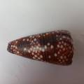 Caracol Marino Conus Nobilis - Victor 55 Mm Excelente